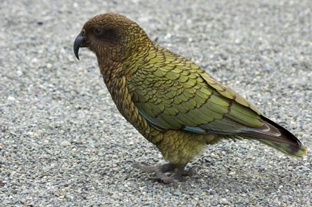 alpine;alpine-parrot;alpine-parrots;Animal;Animals;bird;birds;cheeky;Closeup;close_up;fauna;feather;feathers;fiordland;Fiordland-N.P;Fiordland-National-Park;Fiordland-NP;indigenous;island;kb1a5169;kea;keas;milford;N.Z.;national;national-park;National-parks;native;native-wildlife;natives;natural;nature;nestor;nestor-notabilis;new;new-zealand;New-Zealand-Alpine-Parrot;New-Zealand-NZ;notabilis;NZ;ornithology;park;parrot;parrots;road;S.I.;SI;south;South-Is;South-Is.;South-Island;south-west-new-zealand-world-her;Southland;te-wahipounamu;te-wahipounamu-south_west-new;Wild;Wildlife;World-Heritage-Area;World-Heritage-Site;zealand