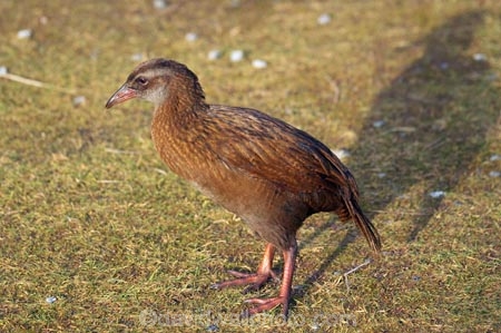Animal;animals;Avian;b1a2871;Beak;Bird;bird-watching;bird_watching;birds;eco-tourism;eco_tourism;ecotourism;Fauna;fiordland;Fiordland-N.P;Fiordland-National-Park;Fiordland-NP;Gallirallus-australis;island;Milford-Sound;N.Z.;national-park;National-parks;Natural;Nature;new;new-zealand;NZ;Ornithology;S.I.;SI;south;South-Is.;South-Island;south-west-new-zealand-world-her;Southland;te-wahipounamu;te-wahipounamu-south_west-new;Weka;wekas;wild;Wildlife;World-Heritage-Area;World-Heritage-Site;zealand