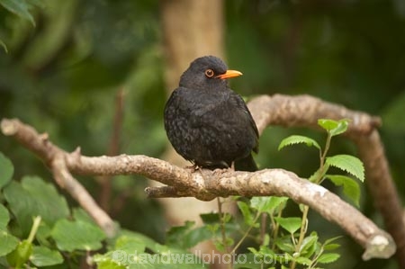 Animal;animals;Avian;Beak;Bird;bird-watching;bird_watching;birds;Blackbird;blackbirds;capital;capitals;eco-tourism;eco_tourism;ecotourism;Fauna;Feather;Karori-Wildlife-Sanctuary;N.I.;N.Z.;Natural;Nature;New-Zealand;NI;North-Is;North-Island;NZ;Ornithology;Turdus-merula;Wellington;wild;Wildlife;Wing