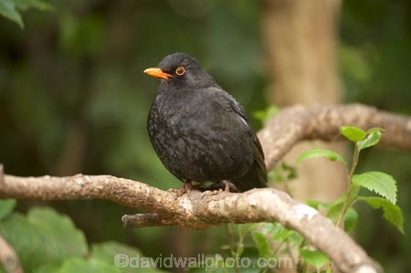 Animal;animals;Avian;Beak;Bird;bird-watching;bird_watching;birds;Blackbird;blackbirds;capital;capitals;eco-tourism;eco_tourism;ecotourism;Fauna;Feather;Karori-Wildlife-Sanctuary;N.I.;N.Z.;Natural;Nature;New-Zealand;NI;North-Is;North-Island;NZ;Ornithology;Turdus-merula;Wellington;wild;Wildlife;Wing