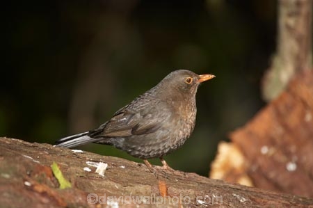 Animal;animals;Avian;Beak;Bird;bird-watching;bird_watching;birds;blackbird;blackbirds;capital;capitals;eco-tourism;eco_tourism;ecotourism;Fauna;Feather;Female-Blackbird;female-blackbirds;Karori-Wildlife-Sanctuary;N.I.;N.Z.;Natural;Nature;New-Zealand;NI;North-Is;North-Island;NZ;Ornithology;Turdus-merula;Wellington;wild;Wildlife;Wing