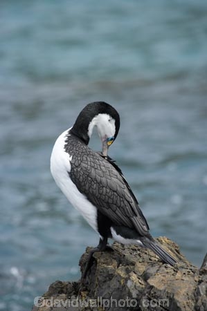 bird;bird-watching;bird_watching;birds;coast;coastal;coastline;coastlines;coasts;Cormorant;eco-tourism;eco_tourism;ecotourism;feather;feathers;foreshore;Karuhiruhi;marine;N.I.;N.Z.;native;natural-history;nature;new-zealand;NI;North-Is;North-Island;NZ;ocean;Phalacrocorax-varius;Pied-Shag;preen;preening;sea;sea-bird;sea-birds;sea_bird;sea_birds;seabird;seabirds;shore;shoreline;shorelines;shores;Te-Kopahou-Reserve;water;Wellington;wildlife