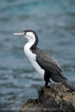 bird;bird-watching;bird_watching;birds;coast;coastal;coastline;coastlines;coasts;Cormorant;eco-tourism;eco_tourism;ecotourism;feather;feathers;foreshore;Karuhiruhi;marine;N.I.;N.Z.;native;natural-history;nature;new-zealand;NI;North-Is;North-Island;NZ;ocean;Phalacrocorax-varius;Pied-Shag;sea;sea-bird;sea-birds;sea_bird;sea_birds;seabird;seabirds;shore;shoreline;shorelines;shores;Te-Kopahou-Reserve;water;Wellington;wildlife