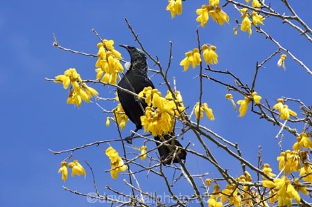 beak;bird;bird-watching;birds;birdwatching;bloom;blooming;blooms;branch;feathers;flower;flowers;icon;icons;kowhai;kowhai-flower;kowhai-flowers;kowhai-tree;kowhai-trees;N.I.;N.Z.;native;nature;nectar-feeder;New-Zealand;NI;north-is.;north-island;NZ;ornithological;ornithology;orthnological;orthnology;Prosthemadera-novaeseelandiae;renew;season;seasonal;seasons;Sophora-sp;spring;springtime;symbol;symbols;Taupo;tree;tui;tuis;yellow