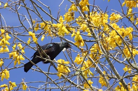 beak;bird;bird-watching;birds;birdwatching;bloom;blooming;blooms;branch;feathers;flower;flowers;icon;icons;kowhai;kowhai-flower;kowhai-flowers;kowhai-tree;kowhai-trees;N.I.;N.Z.;native;nature;nectar-feeder;New-Zealand;NI;north-is.;north-island;NZ;ornithological;ornithology;orthnological;orthnology;Prosthemadera-novaeseelandiae;renew;season;seasonal;seasons;Sophora-sp;spring;springtime;symbol;symbols;Taupo;tree;tui;tuis;yellow