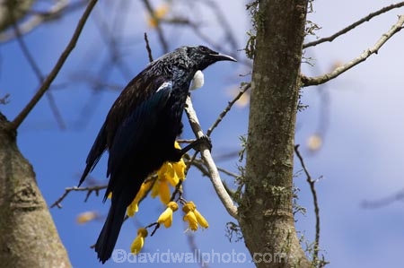 beak;bird;bird-watching;birds;birdwatching;bloom;blooming;blooms;branch;feathers;flower;flowers;icon;icons;kowhai;kowhai-flower;kowhai-flowers;kowhai-tree;kowhai-trees;N.I.;N.Z.;native;nature;nectar-feeder;New-Zealand;NI;north-is.;north-island;NZ;ornithological;ornithology;orthnological;orthnology;Prosthemadera-novaeseelandiae;renew;season;seasonal;seasons;Sophora-sp;spring;springtime;symbol;symbols;Taupo;tree;tui;tuis;yellow