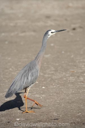 Ardea-novaehollandiae;bird;bird-watching;bird_watching;birds;Coromandel;Coromandel-Peninsula;eco-tourism;eco_tourism;ecotourism;Flaxmill-Bay;heron;herons;Maramaratotara-Bay;marine;N.I.;N.Z.;native;natural-history;nature;new-zealand;NI;North-Is;North-Is.;North-Island;NZ;Waikato;White-faced-Heron;White-faced-Herons;White_faced-Heron;White_faced-Herons;wildlife;wings