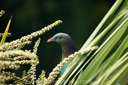 beak;bird;bird-watching;bird_watcher;birds;birdwatching;branch;Cabbage-Tree;Cabbage-Trees;Cordyline-australis;Dunedin;endangered;feathers;flies;flight;fly;Hemiphaga-novaseelandiae;Kereru;kuku;kukupa;N.Z.;native;New-Zealand;New-Zealand-Pigeon;New-Zealand-Pigeons;NZ;ornithological;ornithology;orthnological;orthnology;Otago;pigeon;pigeons;protected;S.I.;seed;seed-heads;seed-pod;seed-pods;seeds;SI;South-Is.;South-Island;tree;Wood-Pigeon;Wood-Pigeons
