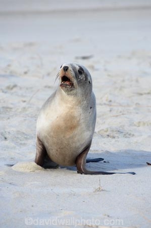 animal;animals;beach;beaches;coast;coastal;coastline;Dunedin;Hookers-Sea-Lion;Hookers-Sea-Lions;Hookers-Sea-Lion;Hookers-Sea-Lions;juvenile;mammal;mammals;marine-mammal;marine-mammals;N.Z.;New-Zealand;New-Zealand-Sea-Lion;New-Zealand-Sea-Lions;NZ;Otago;Otago-Peninsula;Phocarctos-hookeri;S.I.;sand;Sandfly-Bay;sandy;sea-lion;sea-lions;shore;shoreline;SI;South-Is.;South-Island;wildlife