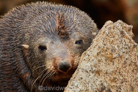 Animal;animals;Aramoana;arctocephalus;Arctocephalus-forsteri;Dunedin;eco-tourism;eco_tourism;ecotourism;Fauna;forsteri;fur;Fur-Seal;Fur-Seals;island;mammal;marine-mammals;N.Z.;N.Z.-Fur-Seal;N.Z.-Fur-Seals;Natural;Nature;new;New-Zealand;New-Zealand-Fur-Sea;New-Zealand-Fur-Seal;New-Zealand-Fur-Seals;NZ;NZ-Fur-Seal;NZ-Fur-Seals;Otago;Otago-Harbour;seal;seals;SI;South-Is;South-Island;wild;wildlife;zealand