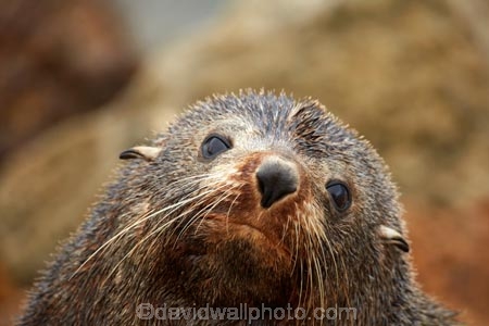 Animal;animals;Aramoana;arctocephalus;Arctocephalus-forsteri;Dunedin;eco-tourism;eco_tourism;ecotourism;Fauna;forsteri;fur;Fur-Seal;Fur-Seals;island;mammal;marine-mammals;N.Z.;N.Z.-Fur-Seal;N.Z.-Fur-Seals;Natural;Nature;new;New-Zealand;New-Zealand-Fur-Sea;New-Zealand-Fur-Seal;New-Zealand-Fur-Seals;NZ;NZ-Fur-Seal;NZ-Fur-Seals;Otago;Otago-Harbour;seal;seals;SI;South-Is;South-Island;wild;wildlife;zealand