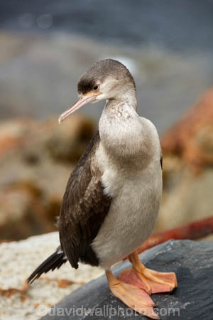 Animal;animals;Aramoana;avian;bird;bird-spotting;bird-watching;bird_watching;birds;coastal;Cormorant;Dunedin;eco-tourism;eco_tourism;ecotourism;Fauna;feather;feathers;foreshore;juvenile;Juvenile-Stewart-Island-Shag;Karuhiruhi;Leucocarbo-chalconotus;marine;N.I.;N.Z.;native;Natural;natural-history;Nature;New-Zealand;NZ;Ornithology;Otago;Otago-Harbour;S.I.;sea;sea-bird;sea-birds;sea_bird;sea_birds;seabird;seabirds;SI;South-Is;South-Is.;South-Island;Stewart-Island-Shag;Sth-Is;wild;wildlife