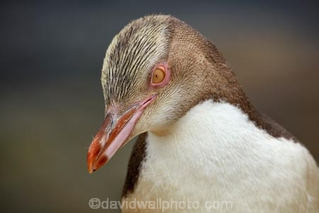 Animal;animals;Aramoana;avian;bird;bird-spotting;bird-watching;bird_watching;birds;Dunedin;eco-tourism;eco_tourism;ecotourism;endangered;Fauna;Hoiho;indigenous;Megadyptes-antipodes;N.Z.;Natural;natural-history;Nature;New-Zealand;new-zealand-native;NZ;Ornithology;Otago;Otago-Harbour;penguin;penguins;protected;S.I.;SI;South-Is;South-Island;Sth-Is;threatened;wild;wildlife;yellow-eye-penguin;yellow-eyed;Yellow-Eyed-Penguin;Yellow_Eyed-Penguin