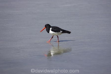 Animal;animals;Avian;Beak;Bird;bird-watching;bird_watching;birds;Dunedin;eco-tourism;eco_tourism;ecotourism;Fauna;Feather;flight;Haematopus-ostralegus;N.Z.;Natural;Nature;New-Zealand;NZ;Ornithology;Otago;Pied-Oyster_catcher;Pied-Oyster_catchers;Pied-Oystercatcher;Pied-Oystercatchers;S.I.;SI;South-Is.;South-Island;Torea;wild;wildlife