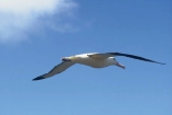fly;flying;soar;glide;gliding;flight;wildlife;nature;rare;bird;birds;native;new-zealand;natural-history;Diomedea-epomophora;marine;eco-tourism;eco_tourism;ecotourism;bird_watching;bird-watching