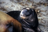 cub;new-zealand;wildlife;marine;mammmal;young;sea_lion;sea_lions;sea-lions;seal;seals;mammals;nz;n.z.;baby;mother;Phocarctos-hookeri