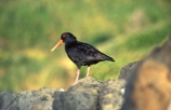 bird;birds;Dunedin;coast;coastal;seabird;fauna;feather;feathers