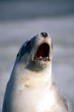 wildife;marine;mammal;nature;native;natural-history;otago-peninsula;mammals;Phocarctos-hookeri;seal;seals;dunedin;new-zealand;nz;yawn;laugh;mouth;teeth;sand;beach;beaches;sea-lion;sea-lions;sealion;sealions;hookers-sea-lion;hookers;hooker-sealion;yawn;yawns;laugh;laughs