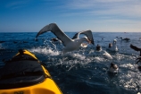 bird;birds;feather;feathers;sea;ocean;feeding;flight;kayaks;photography;marine