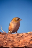 bird;birds;fauna;native;natural;natives;Zosterops-lateralis