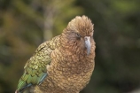 beak;beaks;bird;birds;feather;feathers;native;nestor-notabilis;wildlife;Animal;Animals;fauna;natives;natural;Nature;New-Zealand;Ornithology;South-Island;Wild;Kea;New-Zealand-Alpine-Parrot;parrot;parrots;keas;alpine-parrot;alpine-parrots;cheeky;indigenous