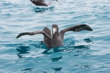 Macronectes-giganteus;animal;animals;aquatic-bird;aquatic-birds;beak;beaks;bill;bills;bird;bird-watching;bird_watching;birds;coast;coastal;coasts;eco-tourism;eco_tourism;ecotourism;feather;feathers;giant-petrel;giant-petrels;kaikoura;marine;marine-bird;marine-birds;marinebird;marinebirds;marlborough;natural-history;nature;nelly;new-zealand;northern-giant-petrel;northern-giant-petrels;ocean;oceans;ornithology;pacific-ocean;petrel;petrels;sea;sea-bird;sea-birds;seabird;seabirds;shores;south-island;water-bird;water-birds;waterbird;waterbirds;wildlife