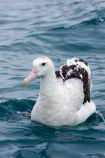 animal;animals;aquatic-bird;aquatic-birds;beak;beaks;bill;bills;bird;bird-watching;bird_watching;birds;coast;coastal;coasts;Diomedea;Diomedea-gibsoni;eco-tourism;eco_tourism;ecotourism;feather;feathers;Gibsons-Albatross;Gibsons-Albatrosses;Gibsons-Albatross;Gibsons-Albatrosses;kaikoura;marine;marine-bird;marine-birds;marinebird;marinebirds;marlborough;natural-history;nature;new-zealand;ocean;oceans;ornithology;pacific-ocean;sea;sea-bird;sea-birds;seabird;seabirds;shores;south-island;Wandering-Albatross;Wandering-Albatrosses;water-bird;water-birds;waterbird;waterbirds;wildlife