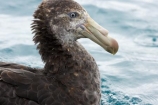Macronectes-giganteus;animal;animals;aquatic-bird;aquatic-birds;beak;beaks;bill;bills;bird;bird-watching;bird_watching;birds;coast;coastal;coasts;eco-tourism;eco_tourism;ecotourism;feather;feathers;giant-petrel;giant-petrels;kaikoura;marine;marine-bird;marine-birds;marinebird;marinebirds;marlborough;natural-history;nature;nelly;new-zealand;northern-giant-petrel;northern-giant-petrels;ocean;oceans;ornithology;pacific-ocean;petrel;petrels;sea;sea-bird;sea-birds;seabird;seabirds;shores;south-island;water-bird;water-birds;waterbird;waterbirds;wildlife
