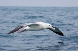 animal;animals;aquatic-bird;aquatic-birds;beak;beaks;bill;bills;bird;bird-watching;bird_watching;birds;coast;coastal;coasts;Diomedea;Diomedea-gibsoni;eco-tourism;eco_tourism;ecotourism;feather;feathers;Gibsons-Albatross;Gibsons-Albatrosses;Gibsons-Albatross;Gibsons-Albatrosses;kaikoura;marine;marine-bird;marine-birds;marinebird;marinebirds;marlborough;natural-history;nature;new-zealand;ocean;oceans;ornithology;pacific-ocean;sea;sea-bird;sea-birds;seabird;seabirds;shores;south-island;Wandering-Albatross;Wandering-Albatrosses;water-bird;water-birds;waterbird;waterbirds;wildlife