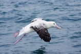 animal;animals;aquatic-bird;aquatic-birds;beak;beaks;bill;bills;bird;bird-watching;bird_watching;birds;coast;coastal;coasts;Diomedea;Diomedea-gibsoni;eco-tourism;eco_tourism;ecotourism;feather;feathers;Gibsons-Albatross;Gibsons-Albatrosses;Gibsons-Albatross;Gibsons-Albatrosses;kaikoura;marine;marine-bird;marine-birds;marinebird;marinebirds;marlborough;natural-history;nature;new-zealand;ocean;oceans;ornithology;pacific-ocean;sea;sea-bird;sea-birds;seabird;seabirds;shores;south-island;Wandering-Albatross;Wandering-Albatrosses;water-bird;water-birds;waterbird;waterbirds;wildlife