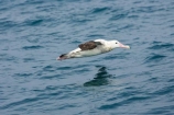 animal;animals;aquatic-bird;aquatic-birds;beak;beaks;bill;bills;bird;bird-watching;bird_watching;birds;coast;coastal;coasts;Diomedea;Diomedea-gibsoni;eco-tourism;eco_tourism;ecotourism;feather;feathers;Gibsons-Albatross;Gibsons-Albatrosses;Gibsons-Albatross;Gibsons-Albatrosses;kaikoura;marine;marine-bird;marine-birds;marinebird;marinebirds;marlborough;natural-history;nature;new-zealand;ocean;oceans;ornithology;pacific-ocean;sea;sea-bird;sea-birds;seabird;seabirds;shores;south-island;Wandering-Albatross;Wandering-Albatrosses;water-bird;water-birds;waterbird;waterbirds;wildlife