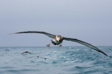 animal;animals;aquatic-bird;aquatic-birds;beak;beaks;bill;bills;bird;bird-watching;bird_watching;birds;coast;coastal;coasts;Diomedea;eco-tourism;eco_tourism;ecotourism;feather;feathers;juvenile;juveniles;kaikoura;marine;marine-bird;marine-birds;marinebird;marinebirds;marlborough;natural-history;nature;new-zealand;ocean;oceans;ornithology;pacific-ocean;sea;sea-bird;sea-birds;seabird;seabirds;shores;south-island;Wandering-Albatross;Wandering-Albatrosses;water-bird;water-birds;waterbird;waterbirds;wildlife