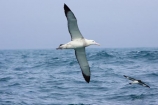 animal;animals;aquatic-bird;aquatic-birds;beak;beaks;bill;bills;bird;bird-watching;bird_watching;birds;coast;coastal;coasts;Diomedea;Diomedea-gibsoni;eco-tourism;eco_tourism;ecotourism;feather;feathers;Gibsons-Albatross;Gibsons-Albatrosses;Gibsons-Albatross;Gibsons-Albatrosses;kaikoura;marine;marine-bird;marine-birds;marinebird;marinebirds;marlborough;natural-history;nature;new-zealand;ocean;oceans;ornithology;pacific-ocean;sea;sea-bird;sea-birds;seabird;seabirds;shores;south-island;Wandering-Albatross;Wandering-Albatrosses;water-bird;water-birds;waterbird;waterbirds;wildlife