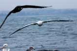 animal;animals;aquatic-bird;aquatic-birds;beak;beaks;bill;bills;bird;bird-watching;bird_watching;birds;coast;coastal;coasts;Diomedea;Diomedea-gibsoni;eco-tourism;eco_tourism;ecotourism;feather;feathers;Gibsons-Albatross;Gibsons-Albatrosses;Gibsons-Albatross;Gibsons-Albatrosses;kaikoura;marine;marine-bird;marine-birds;marinebird;marinebirds;marlborough;natural-history;nature;new-zealand;ocean;oceans;ornithology;pacific-ocean;sea;sea-bird;sea-birds;seabird;seabirds;shores;south-island;Wandering-Albatross;Wandering-Albatrosses;water-bird;water-birds;waterbird;waterbirds;wildlife