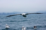 animal;animals;aquatic-bird;aquatic-birds;beak;beaks;bill;bills;bird;bird-watching;bird_watching;birds;coast;coastal;coasts;Diomedea;Diomedea-gibsoni;eco-tourism;eco_tourism;ecotourism;feather;feathers;Gibsons-Albatross;Gibsons-Albatrosses;Gibsons-Albatross;Gibsons-Albatrosses;kaikoura;marine;marine-bird;marine-birds;marinebird;marinebirds;marlborough;natural-history;nature;new-zealand;ocean;oceans;ornithology;pacific-ocean;sea;sea-bird;sea-birds;seabird;seabirds;shores;south-island;Wandering-Albatross;Wandering-Albatrosses;water-bird;water-birds;waterbird;waterbirds;wildlife