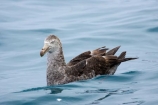 Macronectes-giganteus;animal;animals;aquatic-bird;aquatic-birds;beak;beaks;bill;bills;bird;bird-watching;bird_watching;birds;coast;coastal;coasts;eco-tourism;eco_tourism;ecotourism;feather;feathers;giant-petrel;giant-petrels;kaikoura;marine;marine-bird;marine-birds;marinebird;marinebirds;marlborough;natural-history;nature;nelly;new-zealand;northern-giant-petrel;northern-giant-petrels;ocean;oceans;ornithology;pacific-ocean;petrel;petrels;sea;sea-bird;sea-birds;seabird;seabirds;shores;south-island;water-bird;water-birds;waterbird;waterbirds;wildlife