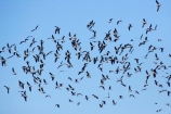animal;animals;aquatic-bird;aquatic-birds;beak;beaks;bill;bills;bird;bird-watching;bird_watching;birds;coast;coastal;coasts;eco-tourism;eco_tourism;ecotourism;feather;feathers;fly;flying;Huttons-Shearwater;Huttons-Shearwaters;Huttons-Shearwater;Huttons-Shearwaters;kaikoura;marine;marine-bird;marine-birds;marinebird;marinebirds;marlborough;natural-history;nature;new-zealand;ocean;oceans;ornithology;pacific-ocean;Puffinus-huttoni;sea;sea-bird;sea-birds;seabird;seabirds;Shearwater;Shearwaters;shores;south-island;water-bird;water-birds;waterbird;waterbirds;wildlife