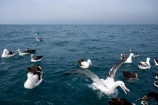 animal;animals;aquatic-bird;aquatic-birds;beak;beaks;bill;bills;bird;bird-watching;bird_watching;birds;coast;coastal;coasts;Diomedea;Diomedea-gibsoni;eco-tourism;eco_tourism;ecotourism;feather;feathers;Gibsons-Albatross;Gibsons-Albatrosses;Gibsons-Albatross;Gibsons-Albatrosses;kaikoura;marine;marine-bird;marine-birds;marinebird;marinebirds;marlborough;natural-history;nature;new-zealand;ocean;oceans;ornithology;pacific-ocean;sea;sea-bird;sea-birds;seabird;seabirds;shores;south-island;Wandering-Albatross;Wandering-Albatrosses;water-bird;water-birds;waterbird;waterbirds;wildlife