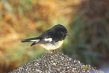 Animal;animals;avian;Beak;Bird;bird-watching;bird_watching;birds;eco-tourism;eco_tourism;ecotourism;Fauna;Feather;flight;fly;flying;heritage-area;little;N.Z.;Natural;Nature;New-Zealand;Ngiru_ngiru;NZ;Ornithology;Petroica-macrocephala;S.I.;SI;small;South-Island;te-wahi-pounamu;te-wahipounamu;te-wahipounamu-south_west-new-zealand-world-heritage-area;Tomtit;Tomtits;West-Coast;Westland;wild;Wildlife;Wing;world-heirtage-site;world-heirtage-sites;world-heritage-area;world-heritage-areas