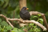 Animal;animals;Avian;Beak;Bird;bird-watching;bird_watching;birds;Blackbird;blackbirds;capital;capitals;eco-tourism;eco_tourism;ecotourism;Fauna;Feather;Karori-Wildlife-Sanctuary;N.I.;N.Z.;Natural;Nature;New-Zealand;NI;North-Is;North-Island;NZ;Ornithology;Turdus-merula;Wellington;wild;Wildlife;Wing