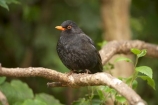 Animal;animals;Avian;Beak;Bird;bird-watching;bird_watching;birds;Blackbird;blackbirds;capital;capitals;eco-tourism;eco_tourism;ecotourism;Fauna;Feather;Karori-Wildlife-Sanctuary;N.I.;N.Z.;Natural;Nature;New-Zealand;NI;North-Is;North-Island;NZ;Ornithology;Turdus-merula;Wellington;wild;Wildlife;Wing