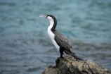 bird;bird-watching;bird_watching;birds;coast;coastal;coastline;coastlines;coasts;Cormorant;eco-tourism;eco_tourism;ecotourism;feather;feathers;foreshore;Karuhiruhi;marine;N.I.;N.Z.;native;natural-history;nature;new-zealand;NI;North-Is;North-Island;NZ;ocean;Phalacrocorax-varius;Pied-Shag;sea;sea-bird;sea-birds;sea_bird;sea_birds;seabird;seabirds;shore;shoreline;shorelines;shores;Te-Kopahou-Reserve;water;Wellington;wildlife