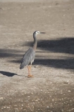 Ardea-novaehollandiae;bird;bird-watching;bird_watching;birds;Coromandel;Coromandel-Peninsula;eco-tourism;eco_tourism;ecotourism;Flaxmill-Bay;heron;herons;Maramaratotara-Bay;marine;N.I.;N.Z.;native;natural-history;nature;new-zealand;NI;North-Is;North-Is.;North-Island;NZ;Waikato;White-faced-Heron;White-faced-Herons;White_faced-Heron;White_faced-Herons;wildlife;wings