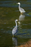Ardea-novaehollandiae;bird;bird-watching;bird_watching;birds;calm;coastal;Dunedin;eco-tourism;eco_tourism;ecotourism;heron;herons;Hoopers-Inlet;marine;N.I.;N.Z.;native;natural-history;nature;new-zealand;NZ;ocean;Otago;Otago-Peninsula;placid;quiet;reflection;reflections;S.I.;sea;serene;SI;smooth;South-Is;South-Island;Sth-Is;still;tranquil;water;White-faced-Heron;White-faced-Herons;White_faced-Heron;White_faced-Herons;wildlife;wings