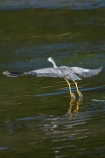 Ardea-novaehollandiae;bird;bird-watching;bird_watching;birds;calm;coastal;Dunedin;eco-tourism;eco_tourism;ecotourism;heron;herons;Hoopers-Inlet;marine;N.I.;N.Z.;native;natural-history;nature;new-zealand;NZ;ocean;Otago;Otago-Peninsula;placid;quiet;reflection;reflections;S.I.;sea;serene;SI;smooth;South-Is;South-Island;Sth-Is;still;tranquil;water;White-faced-Heron;White-faced-Herons;White_faced-Heron;White_faced-Herons;wildlife;wings