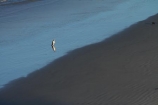 Dunedin;eco-tourism;eco_tourism;ecotourism;endangered;Hoiho;indigenous;Megadyptes-antipodes;N.Z.;natural-history;nature;New-Zealand;new-zealand-native;NZ;Otago;Otago-Peninsula;penguin;Penguin-Place;penguins;protected;S.I.;SI;South-Is;South-Island;Sth-Is;threatened;wildlife;yellow-eye-penguin;yellow-eyed;Yellow-Eyed-Penguin;Yellow_Eyed-Penguin