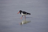Animal;animals;Avian;Beak;Bird;bird-watching;bird_watching;birds;Dunedin;eco-tourism;eco_tourism;ecotourism;Fauna;Feather;flight;Haematopus-ostralegus;N.Z.;Natural;Nature;New-Zealand;NZ;Ornithology;Otago;Pied-Oyster_catcher;Pied-Oyster_catchers;Pied-Oystercatcher;Pied-Oystercatchers;S.I.;SI;South-Is.;South-Island;Torea;wild;wildlife