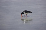 Animal;animals;Avian;Beak;Bird;bird-watching;bird_watching;birds;Dunedin;eco-tourism;eco_tourism;ecotourism;Fauna;Feather;flight;Haematopus-ostralegus;N.Z.;Natural;Nature;New-Zealand;NZ;Ornithology;Otago;Pied-Oyster_catcher;Pied-Oyster_catchers;Pied-Oystercatcher;Pied-Oystercatchers;S.I.;SI;South-Is.;South-Island;Torea;wild;wildlife