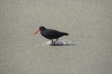 Animal;animals;Avian;Beak;Bird;bird-watching;bird_watching;birds;Dunedin;eco-tourism;eco_tourism;ecotourism;Fauna;Feather;flight;Haematopus-unicolor;N.Z.;Natural;Nature;New-Zealand;NZ;Ornithology;Otago;S.I.;SI;South-Is.;South-Island;Torea;Toreapango;Variable-Oyster_catcher;Variable-Oyster_catchers;Variable-Oystercatcher;Variable-Oystercatchers;wild;wildlife