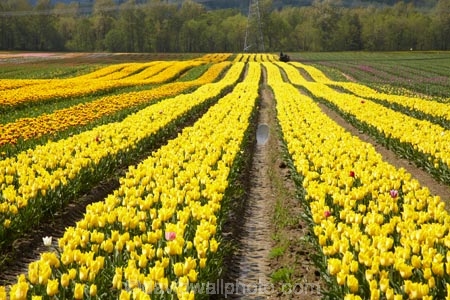 Agassiz;B.C.;BC;bloom;blooming;blooms;British-Columbia;Canada;Canadian;color;colorful;colors;colour;colourful;colours;country;countryside;cultivation;farm;farming;farmland;farms;field;fields;flora;floral;flower;flower-farm;flower-farming;flower-farms;flowers;Fraser-Valley;fresh;garden;grow;growing;growth;horticulture;la-Colombie_Britannique;North-America;paddock;paddocks;renew;rural;Seabird-Island;season;seasonal;seasons;spring;springtime;tulip;tulip-bulb-growing;tulip-farm;tulip-farming;tulip-farms;tulip-field;Tulip-Fields;Tulipa-sp.;tulips;Tulips-of-the-Valley;yellow